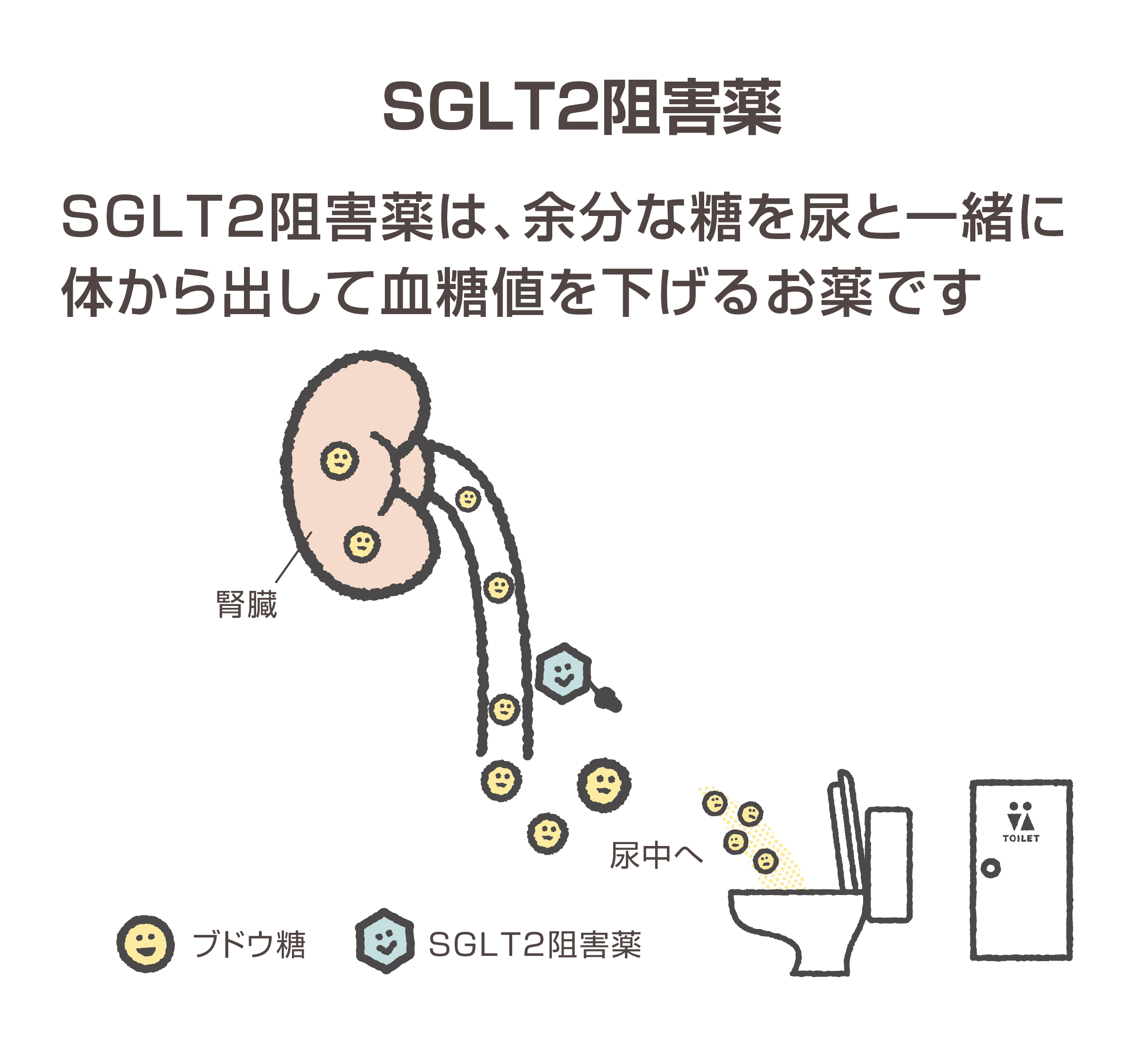 SGLT2阻害薬 SGLT2阻害薬は余分な糖を尿と一緒に体から出して血糖値を下げるお薬です。
